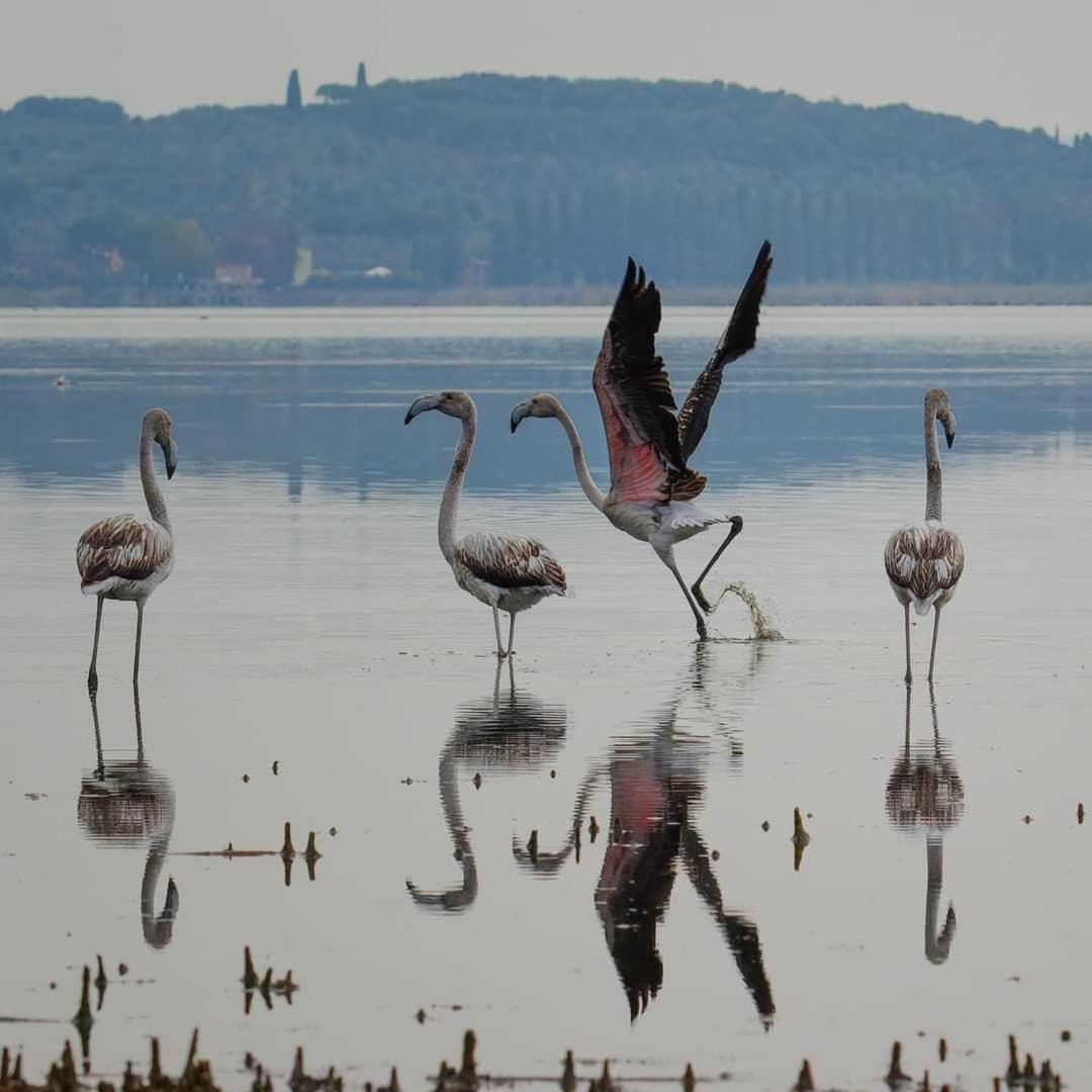 Chalet Sul Trasimeno SantʼArcangelo المظهر الخارجي الصورة